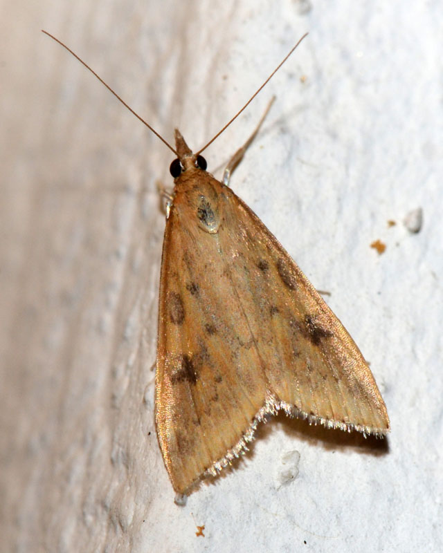 5 Crambidae per conferma